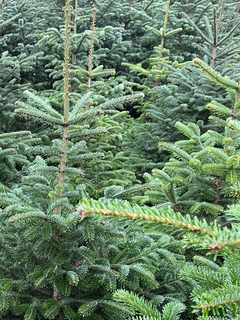 Weihnachtsfeier mit dem Team